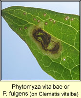 Phytomyza vitalbae or fulgens