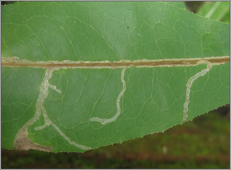 Ophiomyia beckeri