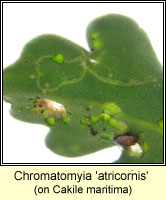 Chromatomyia 'atricornis' 