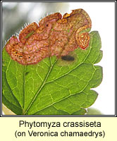 Phytomyza crassiseta