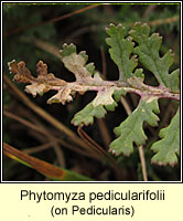 Phytomyza pedicularifolii