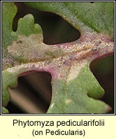 Phytomyza pedicularifolii
