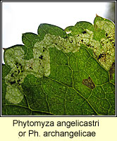 Phytomyza angelicastri or archangelicae
