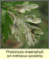 Phytomyza chaerophylli