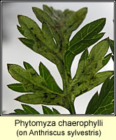 Phytomyza chaerophylli