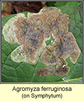 Agromyza ferruginosa