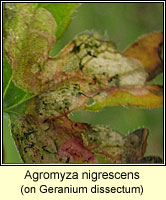 Agromyza nigrescens