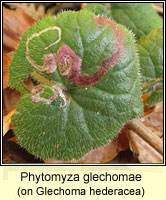 Phytomyza glechomae
