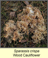 Sparassis crispa, Wood Cauliflower