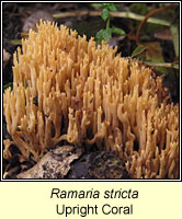 Ramaria stricta, Upright Coral