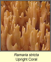 Ramaria stricta, Upright Coral