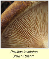 Paxillus involutus, Brown Rollrim