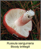 Russula sanguinaria, Bloody brittlegill