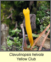 Clavulinopsis helvola, Yellow Club
