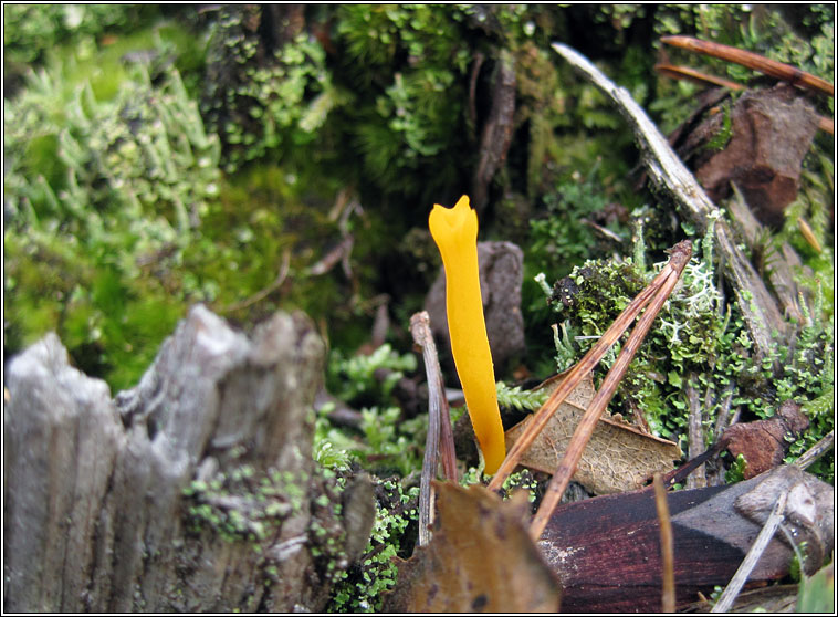 Yellow Club, Clavulinopsis helvola