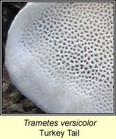 Trametes versicolor, Turkey Tail