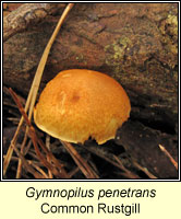 Gymnopilus penetrans, Common Rustgill