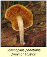 Gymnopilus penetrans, Common Rustgill