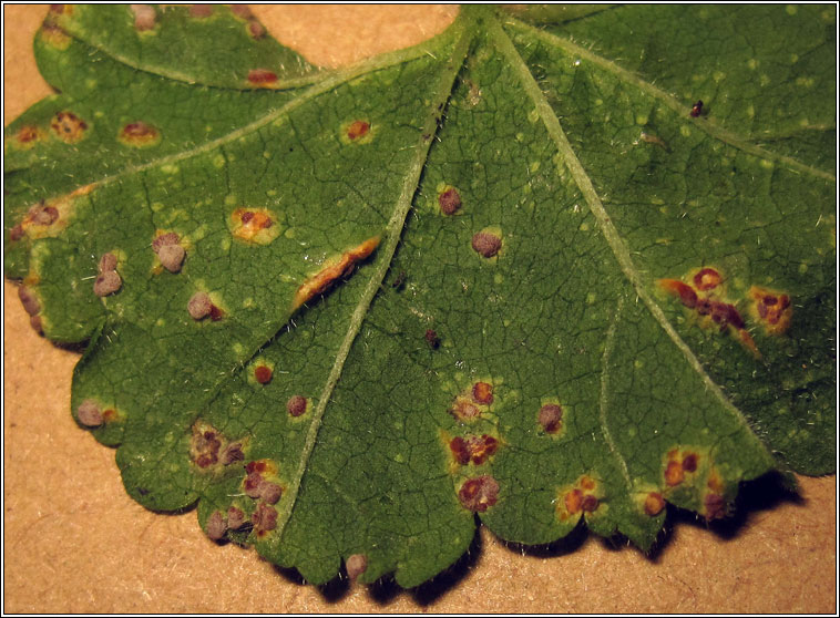 Puccinia malvacearum, Hollyhock Rust