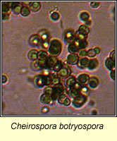 Cheirospora botryospora