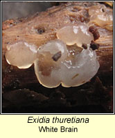 Exidia thuretiana, White Brain