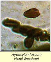Hypoxylon fuscum, Hazel Woodwart