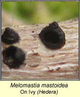 Melomastia mastoidea