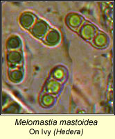 Melomastia mastoidea