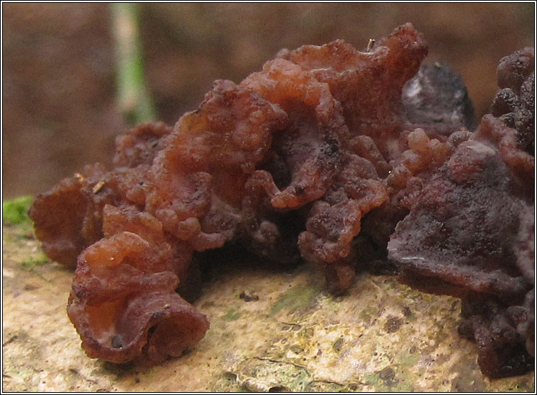 Tremella foliacea, Leafy Brain