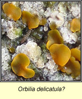 Orbilia delicatula