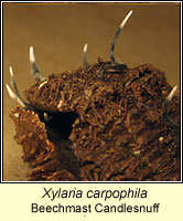 Xylaria carpophila, Beechmast Candlesnuff