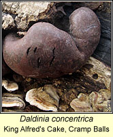 Daldinia concentrica, King Alfred's Cake, Cramp Balls