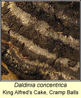 Daldinia concentrica, King Alfred's Cake, Cramp Balls