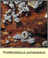 Proliferodiscus pulveraceus