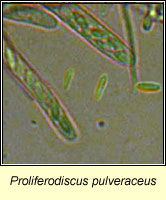 Proliferodiscus pulveraceus