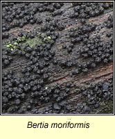 Bertia moriformis