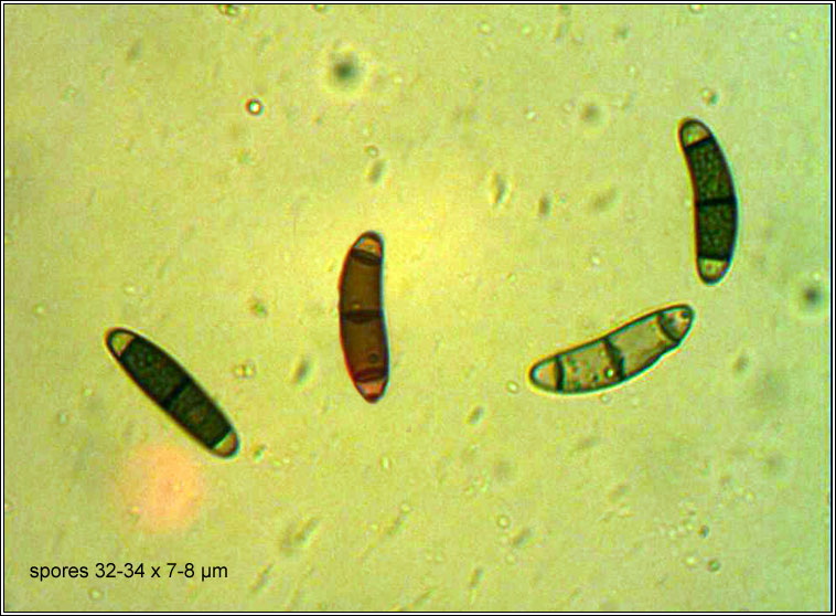 Chaetosphaerella phaeostroma, spores