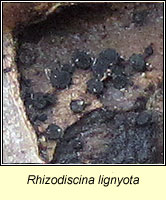 Rhizodiscina lignyota