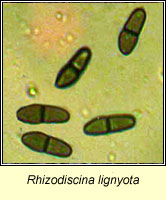 Rhizodiscina lignyota