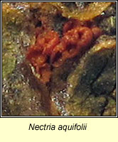 Nectria aquifolii