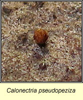 Calonectria pseudopeziza