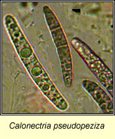 Calonectria pseudopeziza