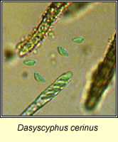 Dasyscyphus cerinus