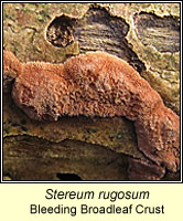 Stereum rugosum, Bleeding Broadleaf Crust