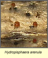 Hydropisphaera arenula