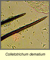 Colletotrichum dematium