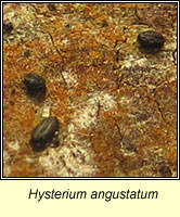 Hysterium angustatum