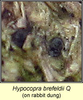 Hypocopra brefeldii
