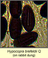 Hypocopra brefeldii