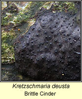 Kretzschmaria deusta